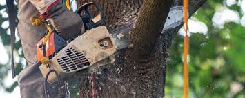 Best Hazardous Tree Removal  in Chewelah, WA